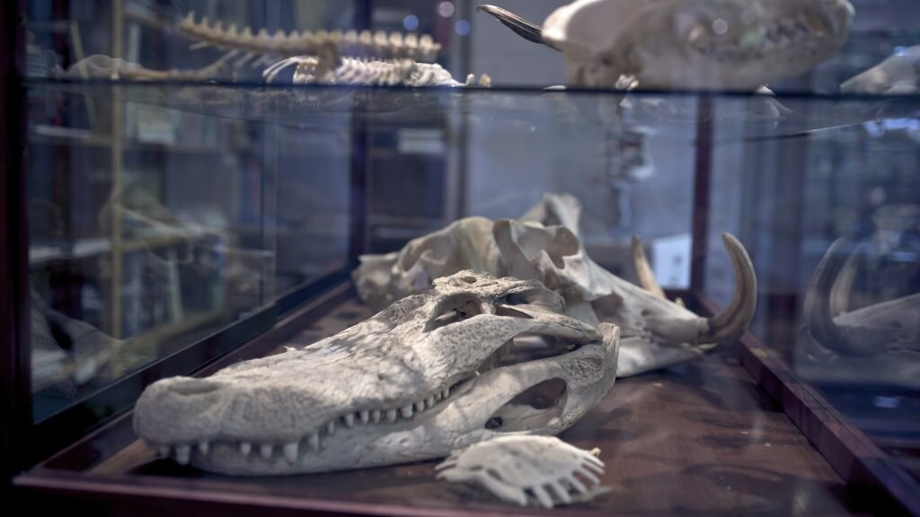 The Hounds Wunderkammer 4